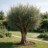 Olivier d’Europe 200cm - Olea europaea 200cm Pot 110L - Tige