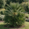 Palmier nain Siciliana - Chamaerops humilis Siciliana 100cm Pot 20L