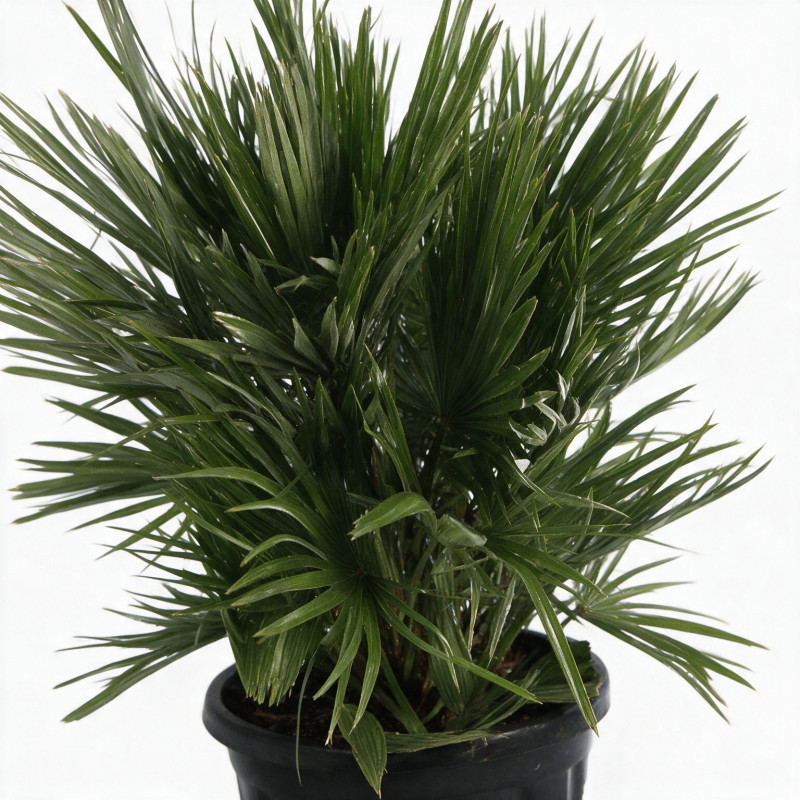 Palmier nain Siciliana - Chamaerops humilis Siciliana 100cm Pot 20L