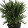 Palmier nain Siciliana - Chamaerops humilis Siciliana 100cm Pot 20L