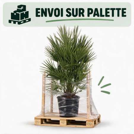 Palmier nain Siciliana - Chamaerops humilis Siciliana 100cm Pot 20L