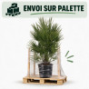 Palmier nain Siciliana - Chamaerops humilis Siciliana 100cm Pot 20L
