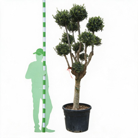 Olivier d’Europe - Olea europaea Pompoms 200cm Pot 90L - Topiaire à boules
