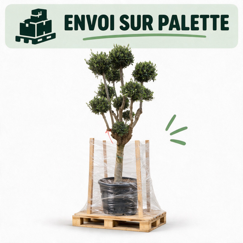 Olivier d’Europe - Olea europaea Pompoms 200cm Pot 90L - Topiaire à boules