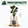 Olivier d’Europe - Olea europaea Pompoms 200cm Pot 90L - Topiaire à boules