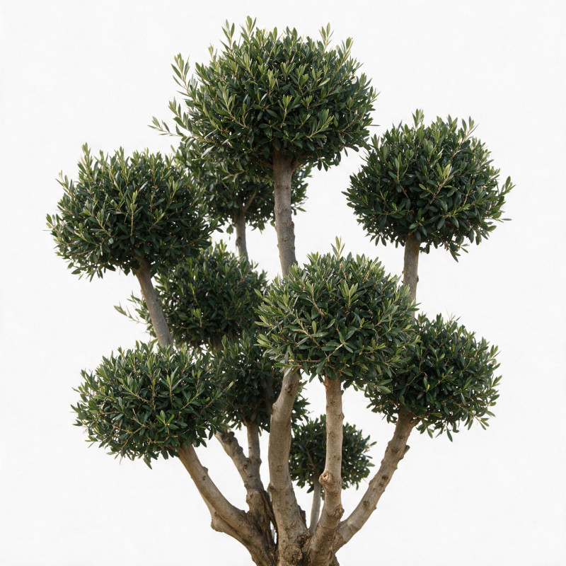 Olivier d’Europe - Olea europaea Pompoms 200cm Pot 90L - Topiaire à boules