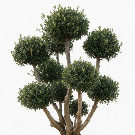 Olivier d’Europe - Olea europaea Pompoms 200cm Pot 90L - Topiaire à boules