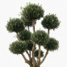 Olivier d’Europe - Olea europaea Pompoms 200cm Pot 90L - Topiaire à boules