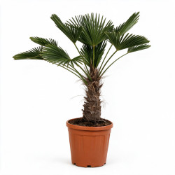 Palmier de Wagner - Trachycarpus wagnerianus 40cm Pot 25L