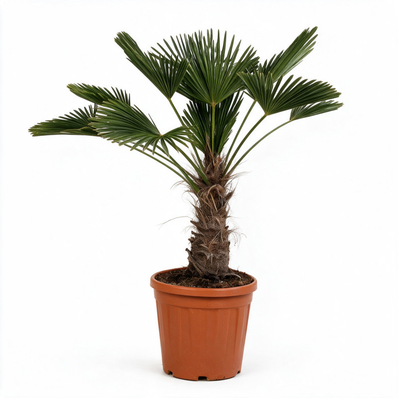 Palmier de Wagner - Trachycarpus wagnerianus 40cm Pot 25L