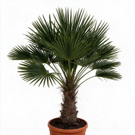 Palmier de Wagner - Trachycarpus wagnerianus 40cm Pot 25L