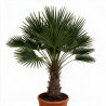Palmier de Wagner - Trachycarpus wagnerianus 40cm Pot 25L