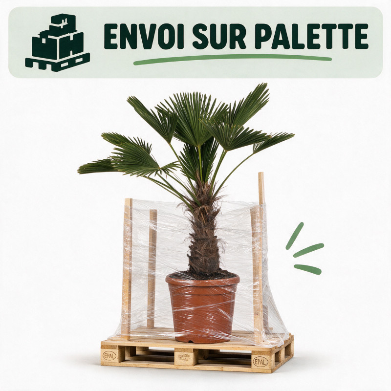 Palmier de Wagner - Trachycarpus wagnerianus 40cm Pot 25L