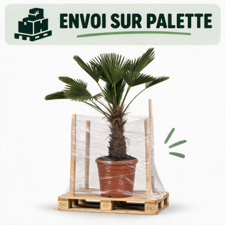 Palmier de Wagner - Trachycarpus wagnerianus 40cm Pot 25L