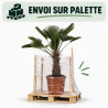 Palmier de Wagner - Trachycarpus wagnerianus 40cm Pot 25L