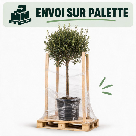 Olivier d’Europe - Olea europaea Demi-tige 12cm 180cm Pot 12L