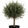 Olivier d’Europe - Olea europaea Demi-tige 12cm 180cm Pot 12L