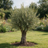 Olivier d’Europe - Olea europaea Demi-tige 12cm 180cm Pot 12L