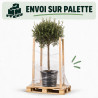 Olivier d’Europe - Olea europaea Tige 170cm Pot 25L