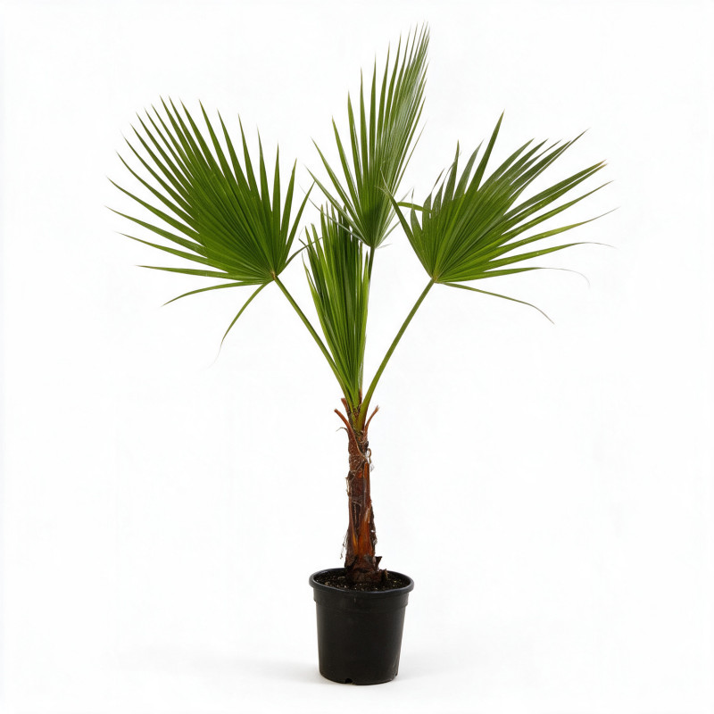 Palmier Washingtonia - Washingtonia robusta 100/120cm Pot 10L