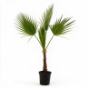 Palmier Washingtonia - Washingtonia robusta 100/120cm Pot 10L
