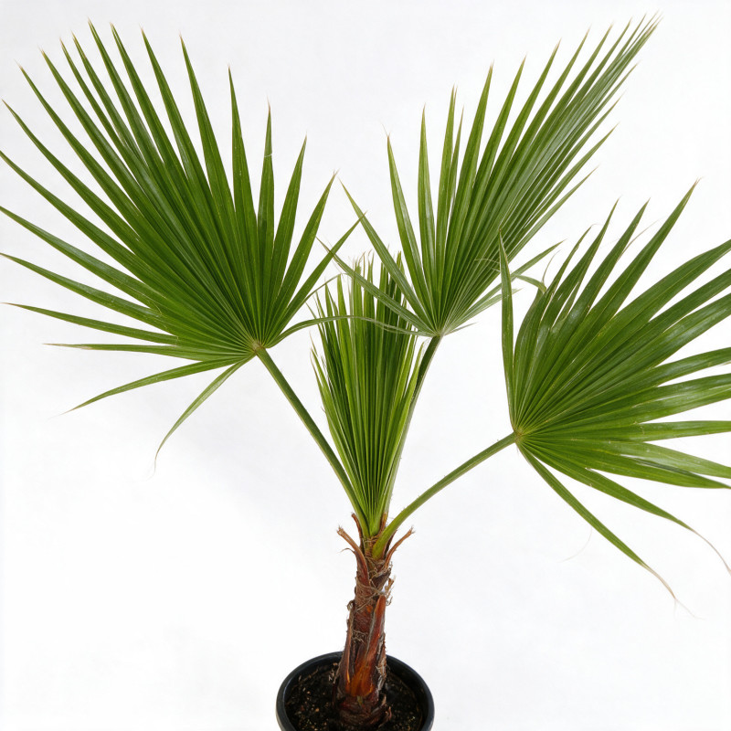 Palmier Washingtonia - Washingtonia robusta 100/120cm Pot 10L