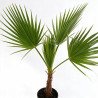 Palmier Washingtonia - Washingtonia robusta 100/120cm Pot 10L