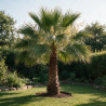 Palmier Washingtonia - Washingtonia robusta 100/120cm Pot 10L