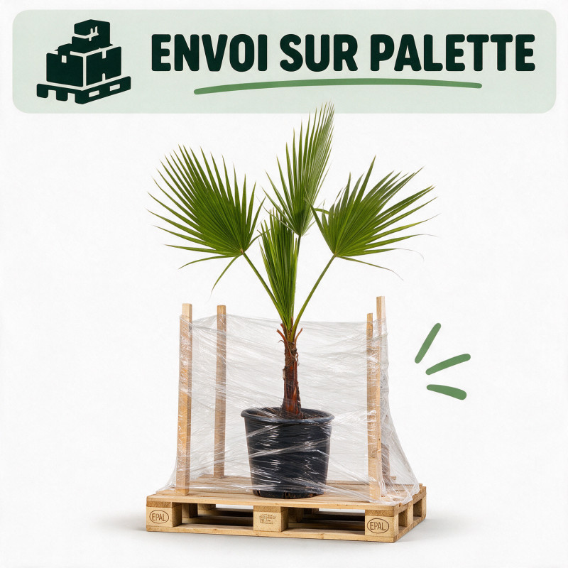 Palmier Washingtonia - Washingtonia robusta 100/120cm Pot 10L