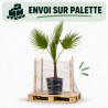 Palmier Washingtonia - Washingtonia robusta 100/120cm Pot 10L