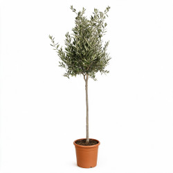 Olivier d’Europe - Olea...
