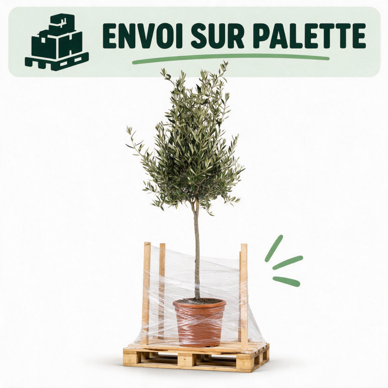 Olivier d’Europe - Olea europaea Demi-tige 160cm Pot 12L
