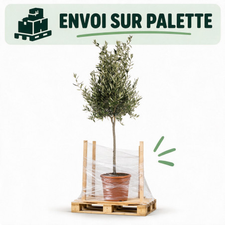 Olivier d’Europe - Olea europaea Demi-tige 160cm Pot 12L