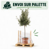 Olivier d’Europe - Olea europaea Demi-tige 160cm Pot 12L
