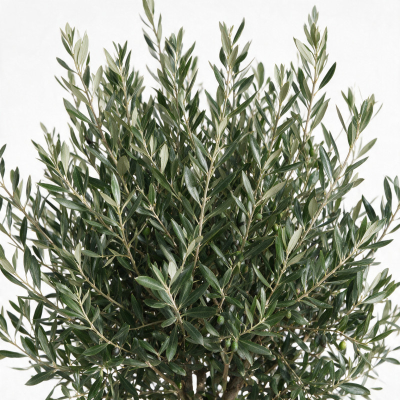 Olivier d’Europe - Olea europaea Demi-tige 160cm Pot 12L