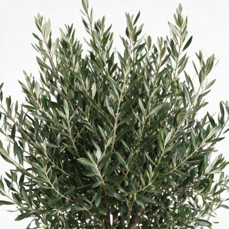 Olivier d’Europe - Olea europaea Demi-tige 160cm Pot 12L