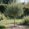 Olivier d’Europe - Olea europaea Demi-tige 160cm Pot 12L