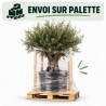 Olivier d’Europe - Olea europaea 160cm 60L Circ. Tronc 60cm