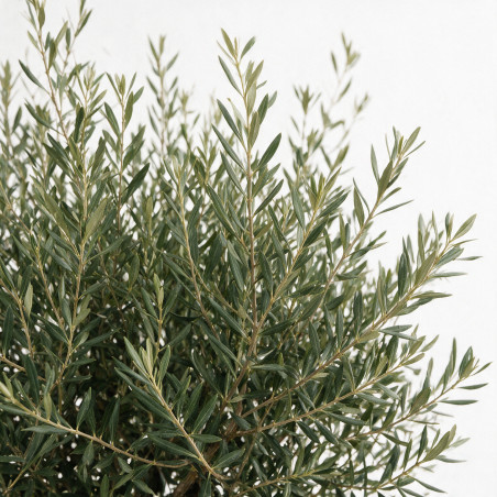 Olivier d’Europe - Olea europaea 160cm 60L Circ. Tronc 60cm