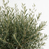 Olivier d’Europe - Olea europaea 160cm 60L Circ. Tronc 60cm
