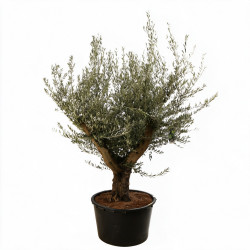 Olivier d’Europe - Olea europaea 160cm 60L Circ. Tronc 60cm
