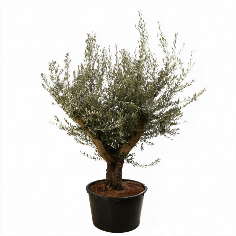 Olivier d’Europe - Olea europaea 160cm 60L Circ. Tronc 60cm