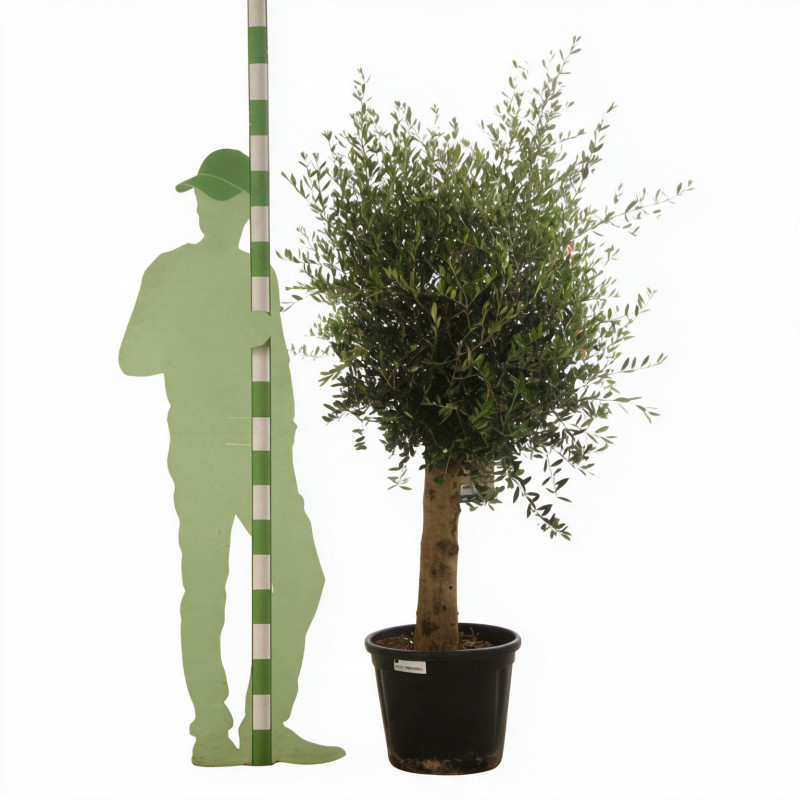 Olivier d’Europe - Olea europaea Demi-tige 140/160cm Pot 45L