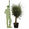 Olivier d’Europe - Olea europaea Demi-tige 140/160cm Pot 45L