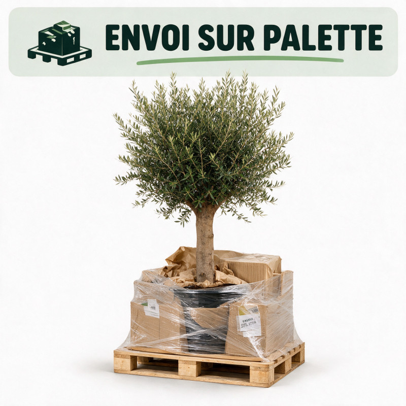 Olivier d’Europe - Olea europaea Demi-tige 140/160cm Pot 45L
