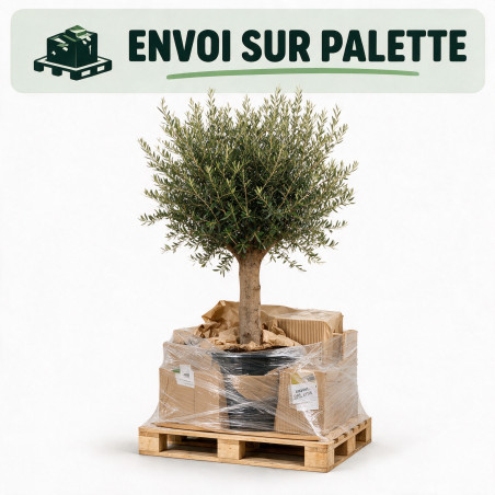 Olivier d’Europe - Olea europaea Demi-tige 140/160cm Pot 45L