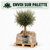 Olivier d’Europe - Olea europaea Demi-tige 140/160cm Pot 45L