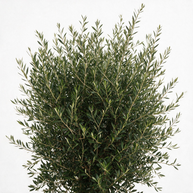 Olivier d’Europe - Olea europaea Demi-tige 140/160cm Pot 45L