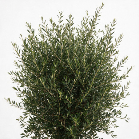 Olivier d’Europe - Olea europaea Demi-tige 140/160cm Pot 45L