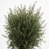 Olivier d’Europe - Olea europaea Demi-tige 140/160cm Pot 45L